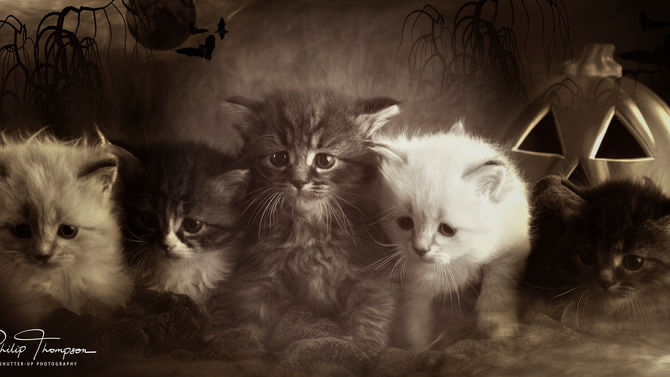 Halloween Kittens