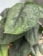 Scindapsus Silver Cloud Tattoo Topiary