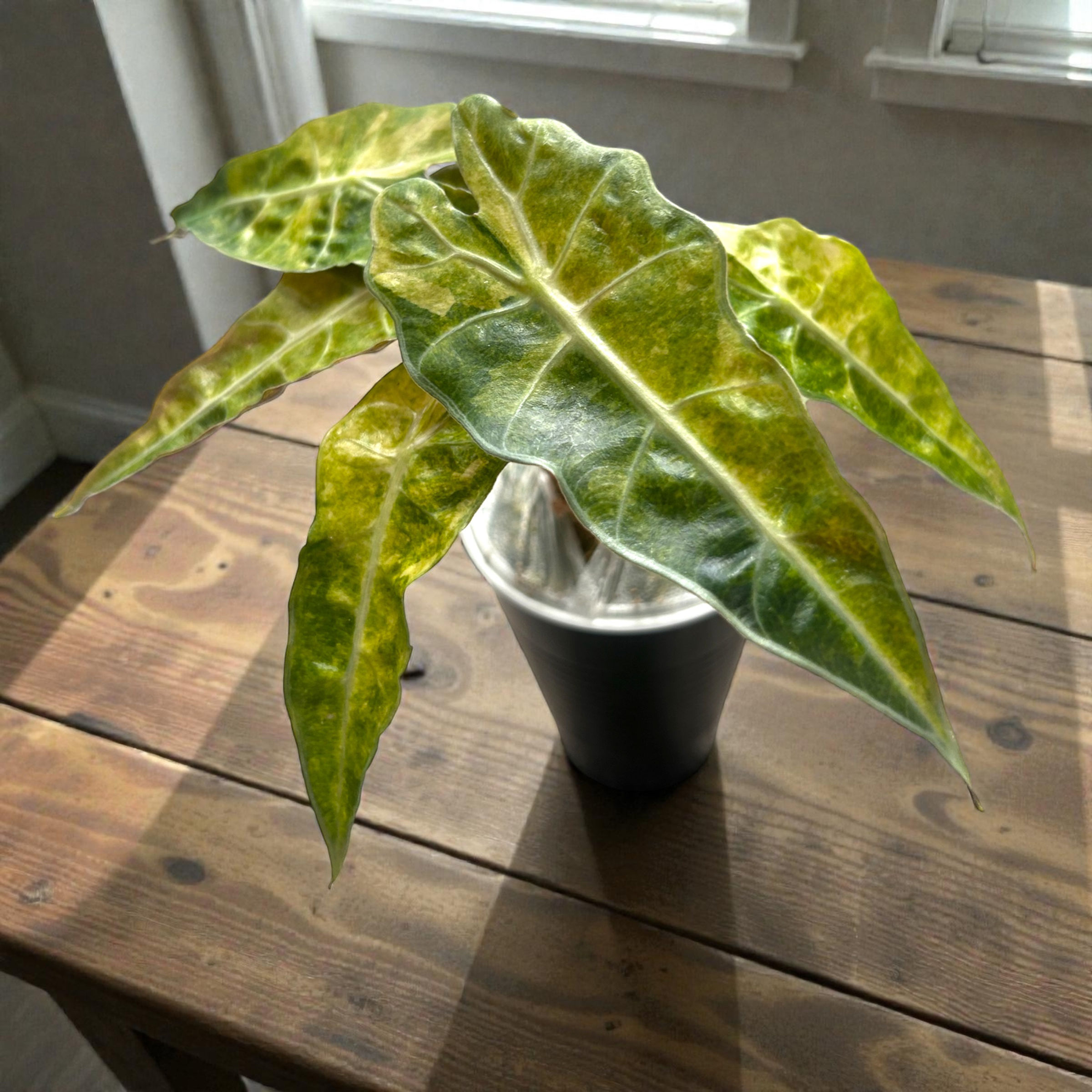 Alocasia Amazonica Splash