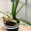 Thumbnail: Var. Epipremnum Giganteum 