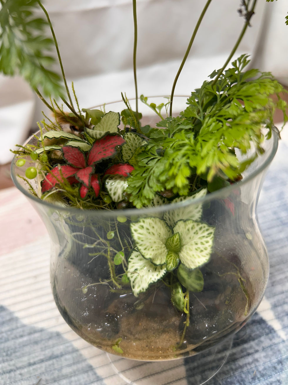 Thumbnail: 4w x 10h Glass cloche terrarium