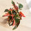 Thumbnail: Begonia Ginny Galaxy 