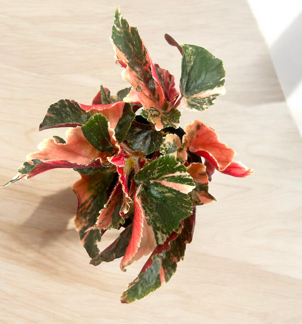 Begonia Ginny Galaxy 