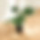 Thumbnail: Philodendron White Wizard Marble (a)  