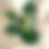 Thumbnail: Philodendron White Wizard Marble (a)  
