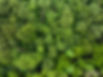 full-frame-shot-plants.jpg