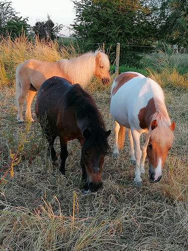 poneys écuries des chênes