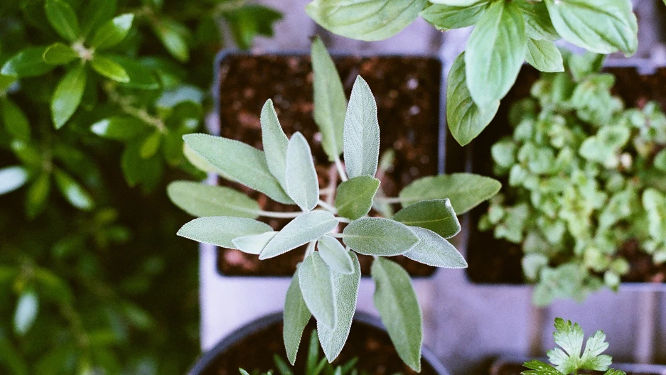 Plantas fáceis e baratas de cultivar
