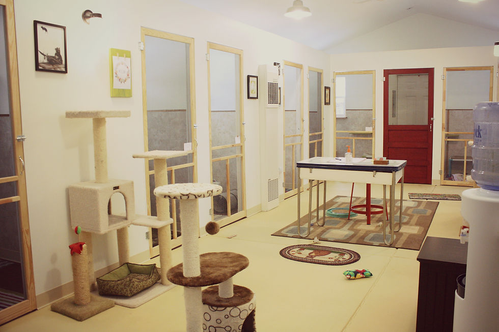 Camp Whiskers // Cat Boarding WNY