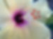 hibiskus.jpeg