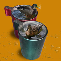 canard .jpg