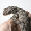 Thumbnail: CB Baby Sakalava Geckos