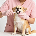 Professional dog teeth brushing service in Hawthorn at GoPet Grooming