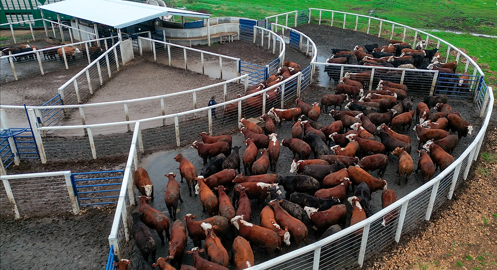 Curral pré-moldado anti-stress C72-T - Currais Itabira