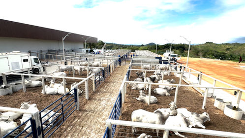 Curral pré-moldado em concreto protendido e autoadensável para leilão de gado