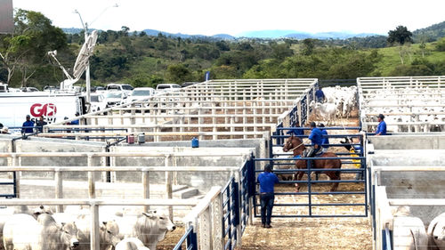 Curral pré-moldado em concreto protendido e autoadensável para leilão de gado