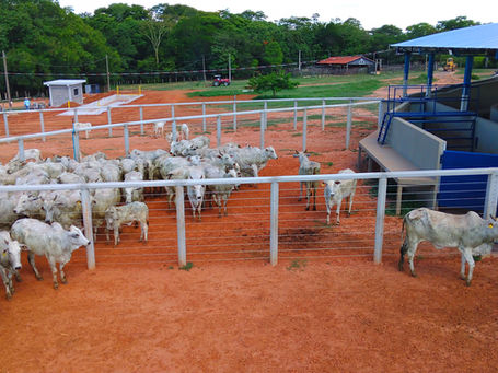 Curral Anti-stress C98 ~ Pré-moldado, protendido e autoadensável ~ Currais Itabira