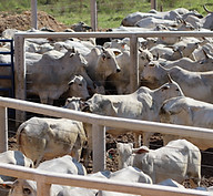 Anti-stress Corral C12 IMG 4 ~ Currais Itabira