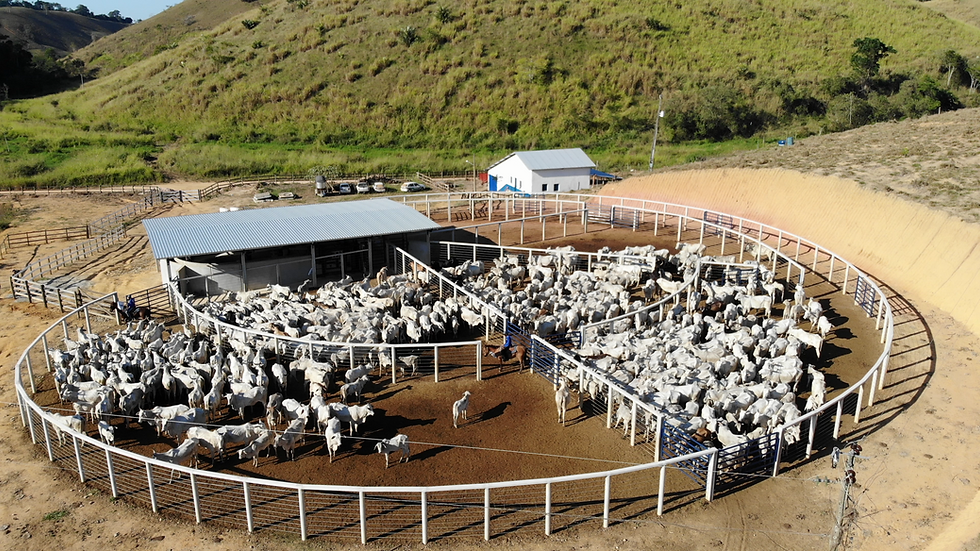 Curral pré-moldado anti-stress C100-3 - Currais Itabira