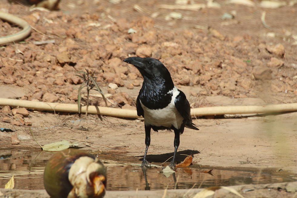 The underappreciated (at least by me!) Pied Crow