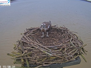 The Manton Bay Ospreys: A Look Back at the 2024 Season