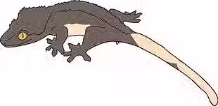 whitewall fluffy dagons.avif