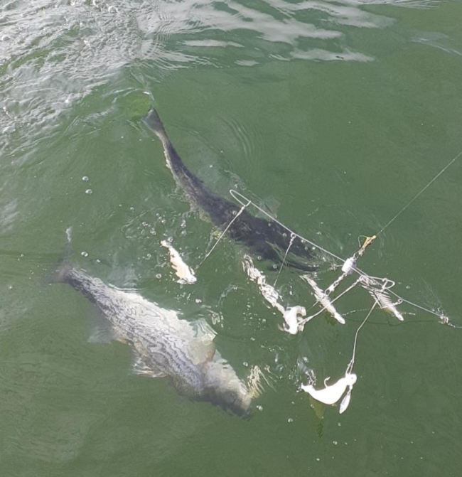 Lake Hartwell Fishing Report February 17, 2021