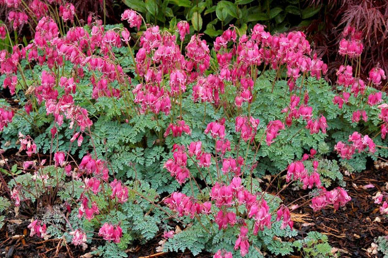 Dicentra king of hearts