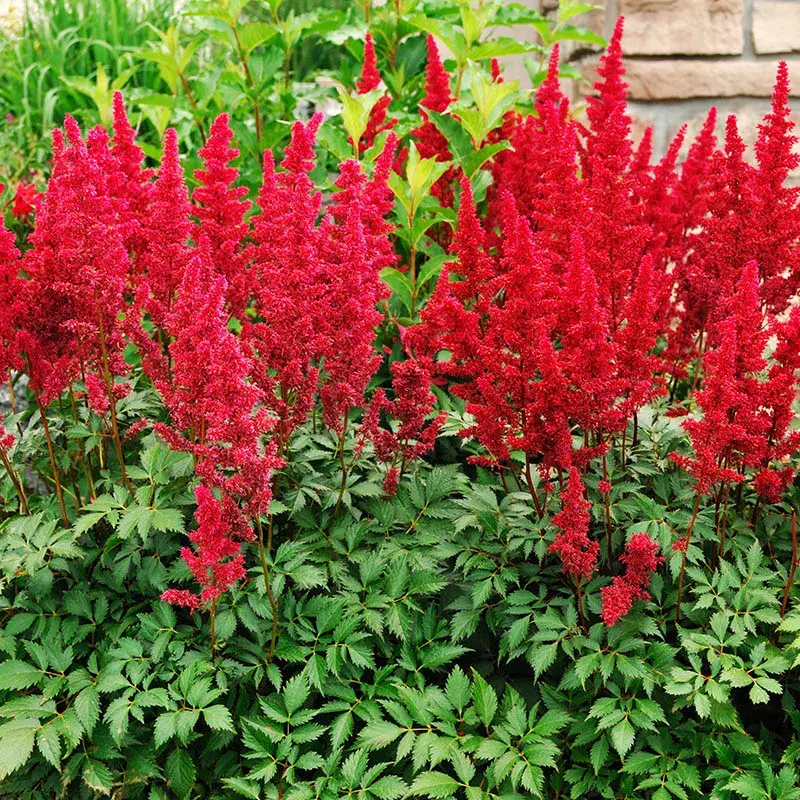 Astilbe 'Montgomery' Red