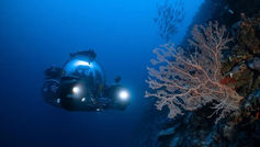 New Ocean Research Expedition Discovers Hundreds of Unknown Marine Species