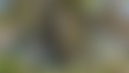 A Sweet Victory for Tradition: Sri Lanka’s Kithul Tapping Inscribed on UNESCO’s Heritage List