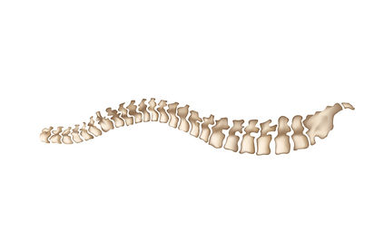 detailed-realistic-human-spine-isolated-on-white-vector-28956433_edited.jpg