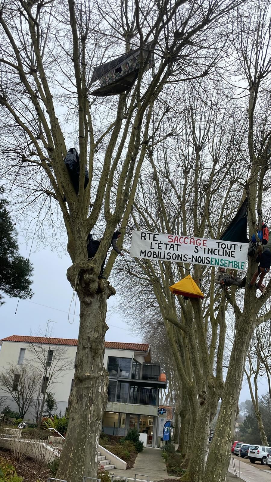 Les écureuils en haut des platanes de la mairie de Capbreton