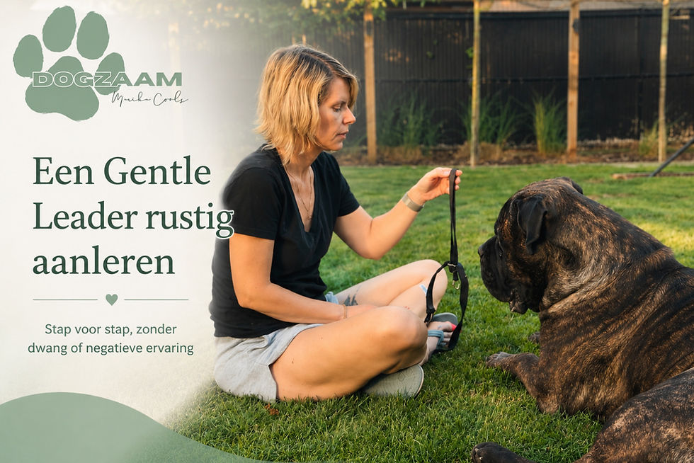 Hoe leer je je hond een Gentle Leader aan zonder stress of negatieve ervaringen?
