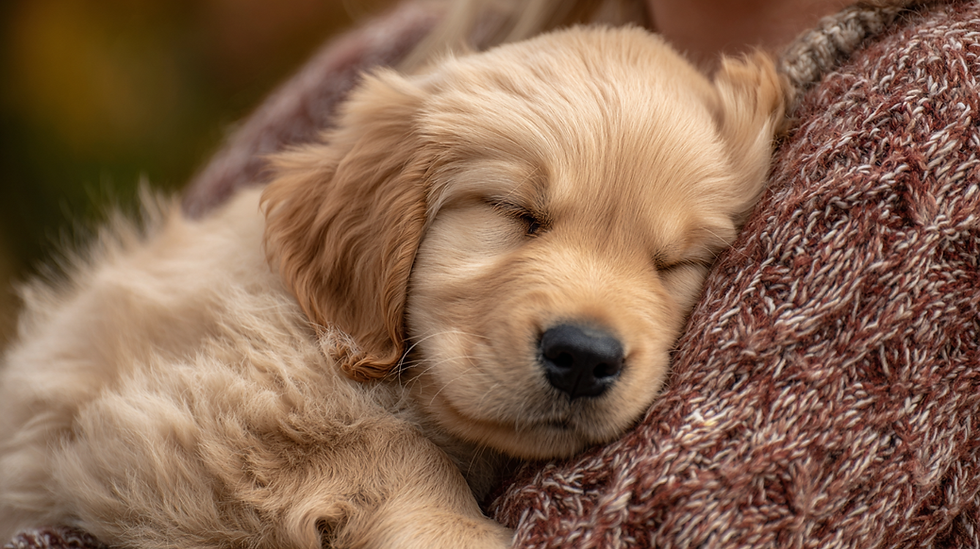 new puppy sleeping in owners arms when first coming home