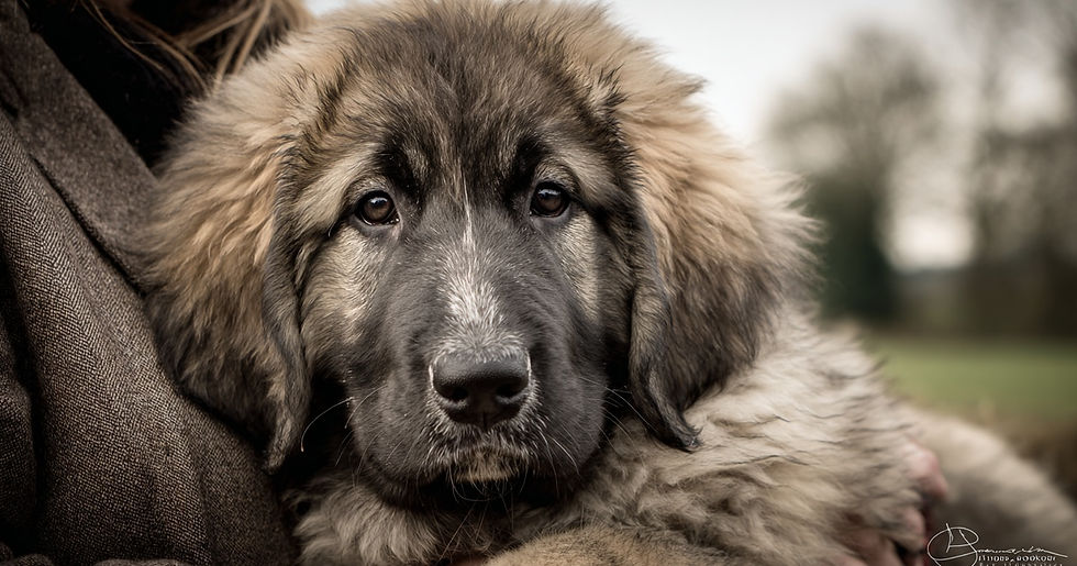 puppy in first few weeks learning their new home while being loved by their new owner