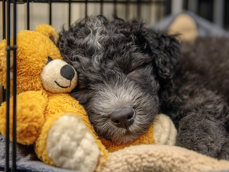 puppy sleeping in their crate