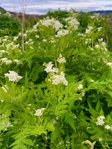 Sweet Cicely plant showing white flowers