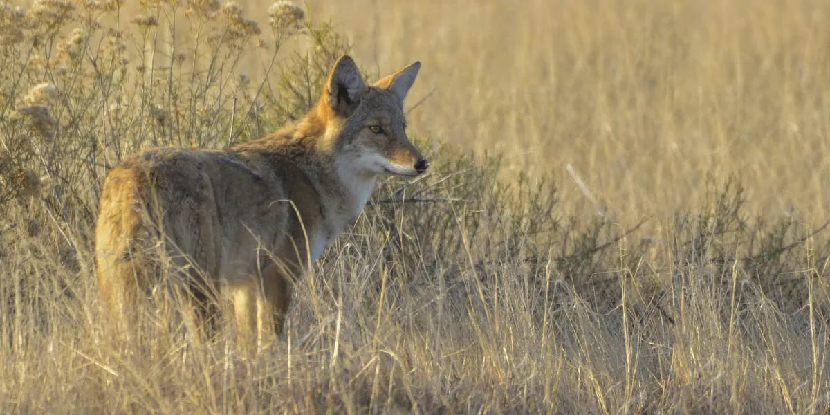 Image of a coyote in the tall grasses of the prairie.