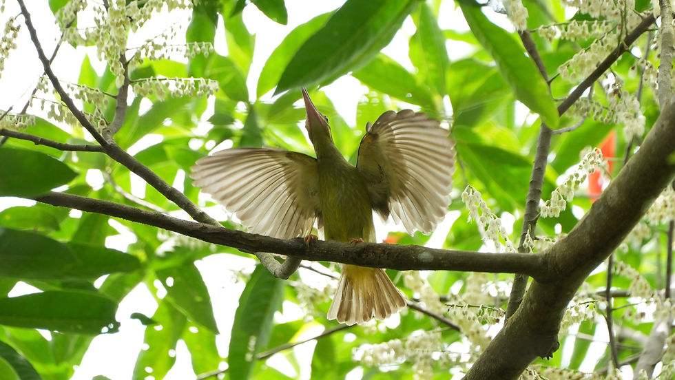 Spectacled Spiderhunter