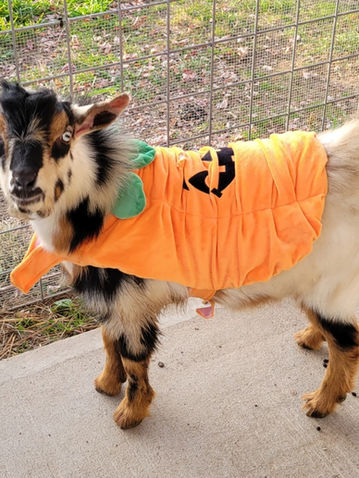 Butternuts goat buckling dressed for Halloween in a pumpkin costume