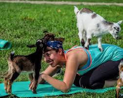 Goat Joy Yoga
