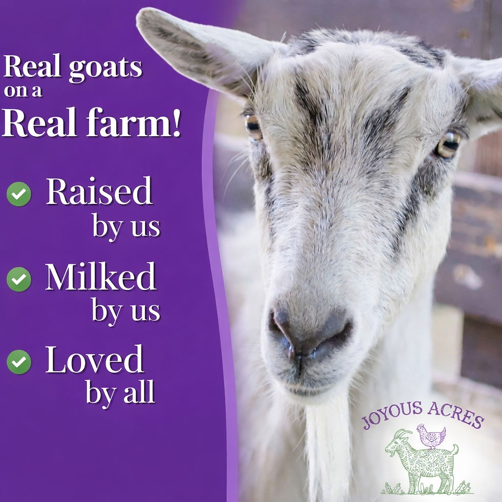 Thumbnail: Lavender Goat Milk Lotion Bottle 8oz