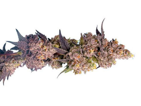 Growing Good Weed Is Not a Business Plan