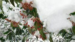 Snowscape - photoshop