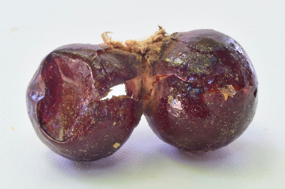 Thumbnail: 10 lbs resale starter kit