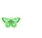 Papillon vert qui vole.gif