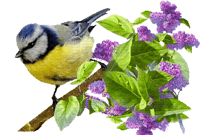 oiseau_et_lilas_animé_2.gif