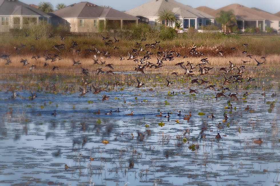 Flock of birds flying over a wetland at The Preserve.