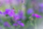 Ladybug on stem among purple flowers